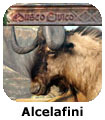 Alcelafini